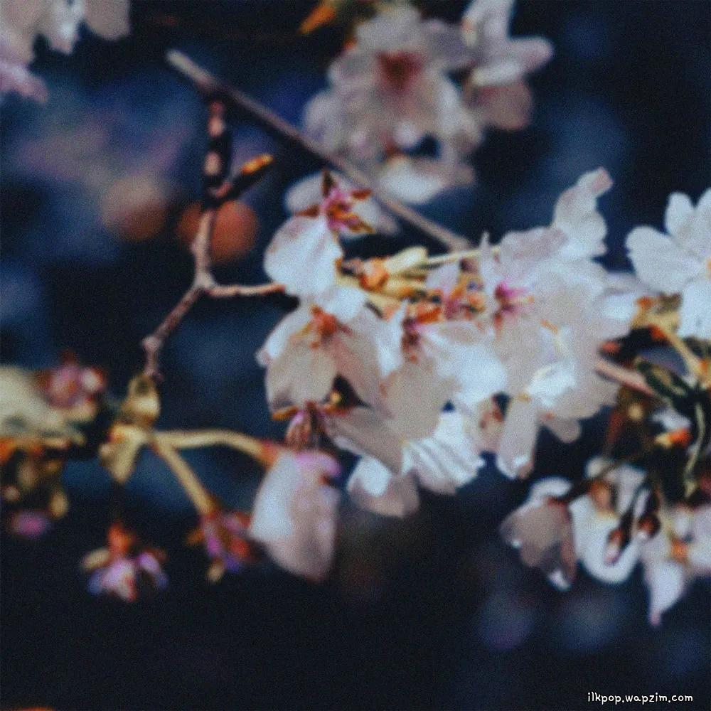 Cover lagu swing & CHOI - 낙화야행 落花夜行 (Night Walk Among Falling Petals) di Wallkpop