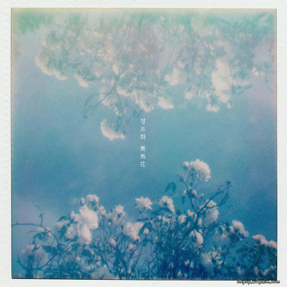Cover lagu swing & CHOI - 청조화 靑鳥花 (The Blue Bird Flower) di Wallkpop