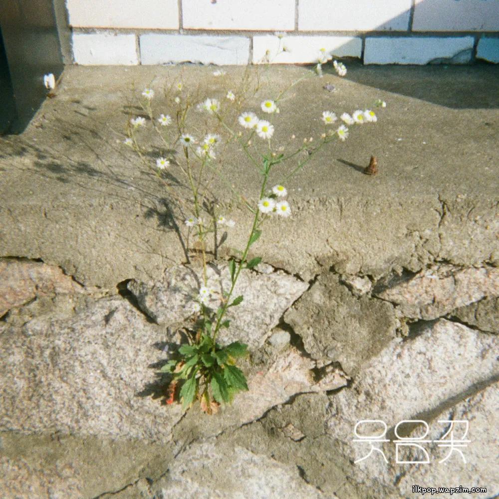 Cover lagu Wooden Lee - 웃음꽃 上 (Smiles Bloomed – Pt. 1) di Wallkpop